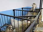 11 декабря запустили новую ферму для коз.
